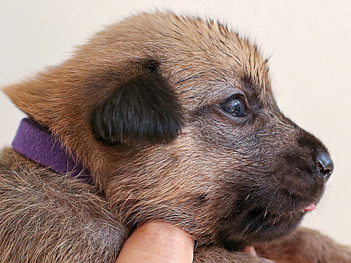 chinook puppy